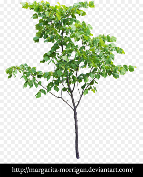 Transparent Small Tree Png Download 