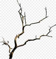 Tree Branch Transparent Background Hd Png Download