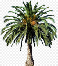 Free Tree Png Images Date Palm Tree