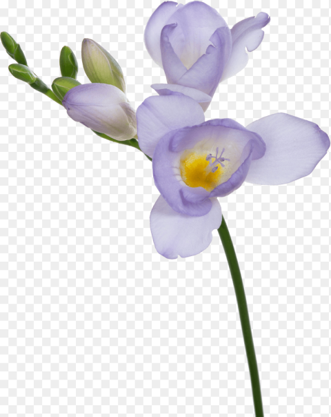 Light Purple Flower Png