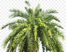Palm Tree Png Transparent Png Download