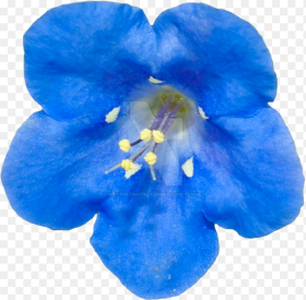 Blue Flower Png by Bunny With Camera On