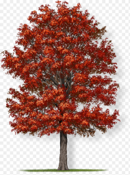 Northern Red Oak Tree Crown Hd Png Download
