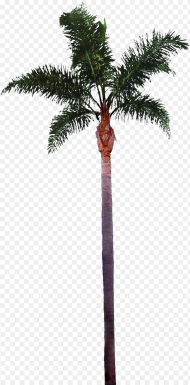 Palm Tree Images Best Clipart Free Fachadas Arquitectura
