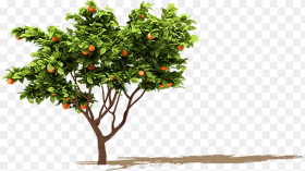 Orange Tree Png Orange Fruit Tree Png Transparent