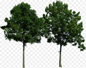 Trees Png Free Download Transparent Png