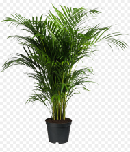Plants Ravenea Houseplant Areca Palm Forsteriana Potted Palm
