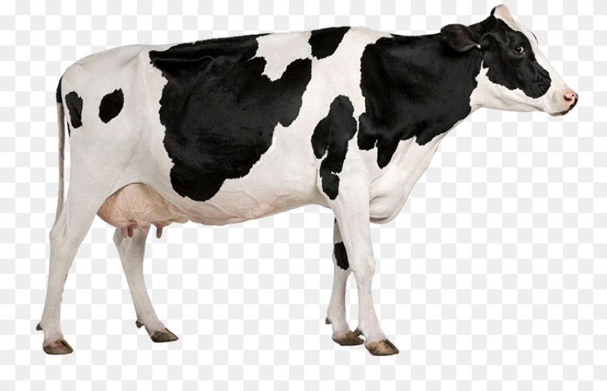 Transparent Vacas Png Acid and Nutrient in Animal