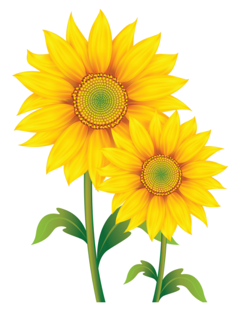 sunflower png vector