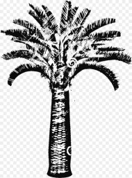 Butia Capitata Jelly Palm Big Plant Nursery Illustration