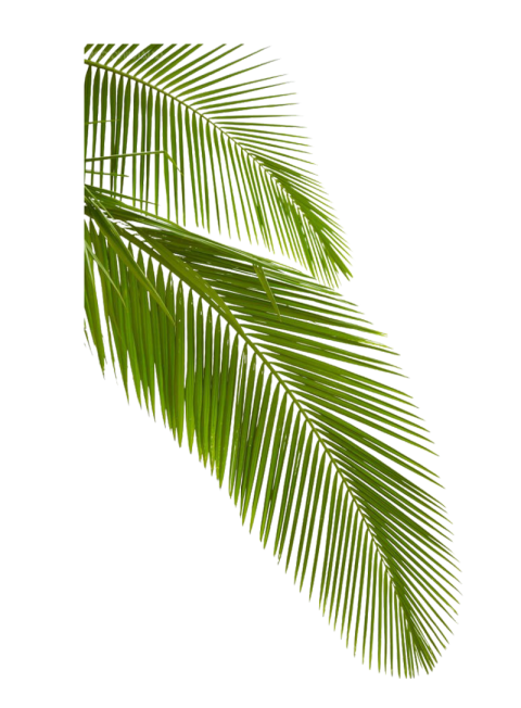 tropical png palm hd