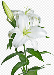 Lily Lilies Flower Png File  Easter Lily