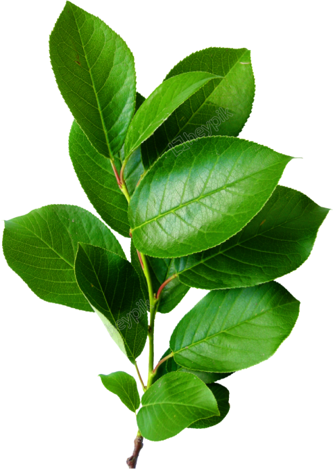 leaves png brunch tree green color hd