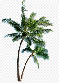 Palm Tree Transparent Background Coconut Tree Png