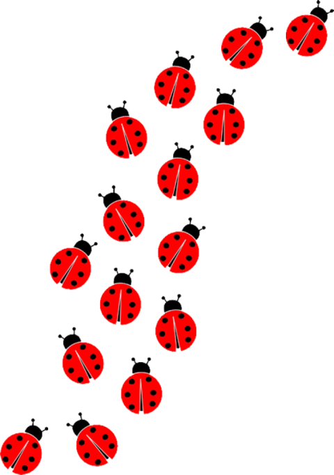 group of ladybug png