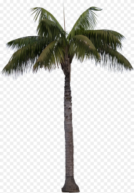 Queen Palm Transparent Hd Png Download