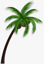 Coconut Palm Tree Png Transparent Png