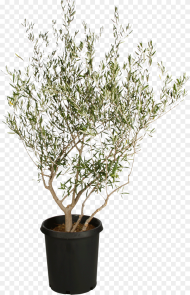 Olive Tree Png Small Olive Tree Png Transparent