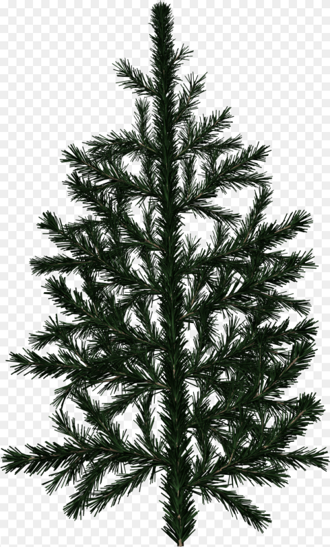 Pine Tree Branch Texture Png Download Pine Tree