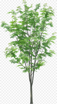 Transparent Tree Branches Png Tree Branch Texture Png