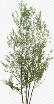 Birch Tree Plan Png Transparent Png