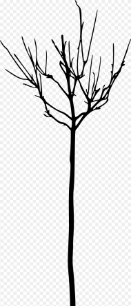 Leafless Tree Branch Transparent Hd Png Download