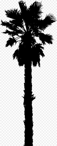 Vector California Palm Tree for Free Download