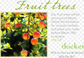 We Are Doing Our Spring Order for Fruit