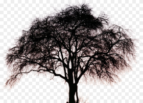 God Is Tree of Life Hd Png Download