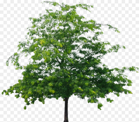 Tree Png File Png Format Png Flower Tree