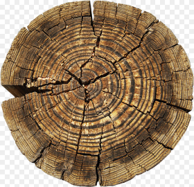 Clip Art Tree Aastarxf Ngad Texture Circle Rings