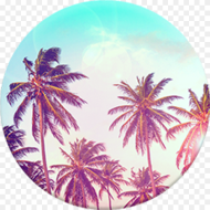Palm Tree Popsocket Hd Png Download 