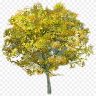 Beautiful Tree Png Icon and Background Transparent Birch