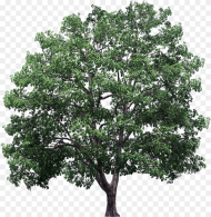 California Sycamore Png Transparent Png