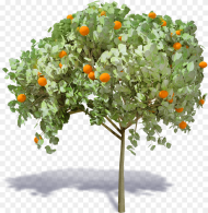 Orange Tree Mandarin Orange Hd Png Download