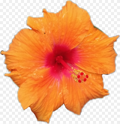 Joba Orange Flower White Background Hd Png