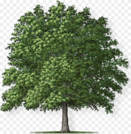 Overcup Oak Tree Png Download Overcup Oak Tree