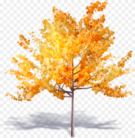 Transparent Deciduous Tree Png Autumn Trees Png Transparent