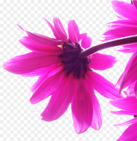 Beautiful Image Background Png Transparent Png Beautiful Image Background Png Transparent Png