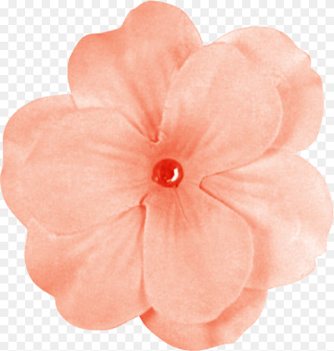 Peach Flowers Png Banner Black and White Stock