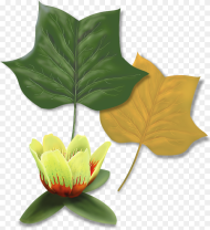 Transparent Tulip Tree Png Maple Leaf Png Download