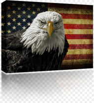 Veterans Day Eagle American Flag Png HD
