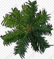 View Clipart Transparent Trees Top View Png For