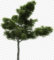 Pine Tree Larch Branch Image Hd Png Download