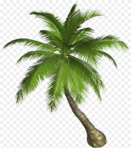 Palm Tree Png Palm Tree Png Hd Transparent