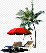 Transparent Palm Tree Beach With Coconut Palms Hd