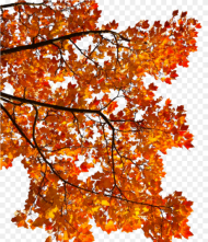 Mq Tree Orange Leaf Autumn Fall Hd Png