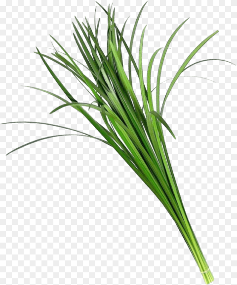 Lily Grass Flower Hd Png