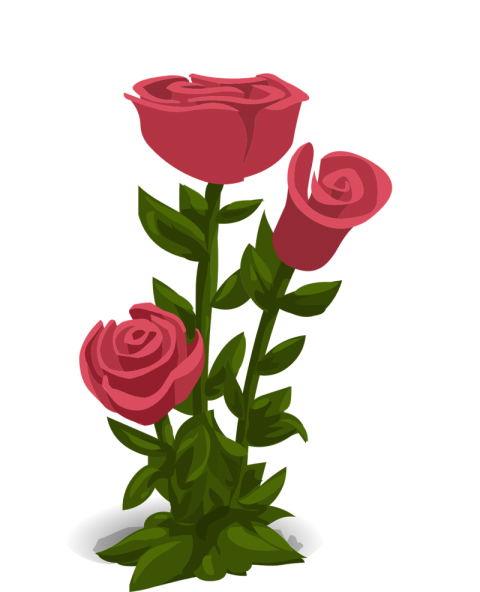 flor png hd rose