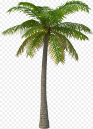 Palm Tree Png Image Palm Tree Transparent Background